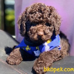Chocolate Toy Poodle Yavrular 1