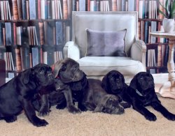 CANE CORSO YAVRULARIMIZ 4