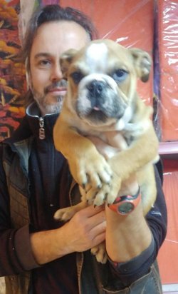 İNGİLİZ BULDOG  YAVRULARI 1