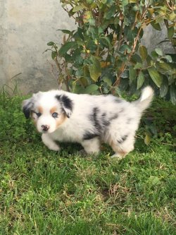 BLUE MERLE BORDER COLLİE BEBEKLERİMİZ MAVİ GÖZLÜ 2