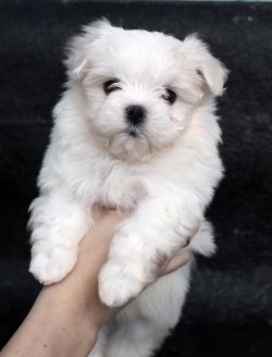 0 NUMARA TÜY DÖKMEYEN ORJİNAL MALTESE TERRİER YAVRULAR 3
