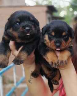 Muhteşem Rottweiler Yavruları 1