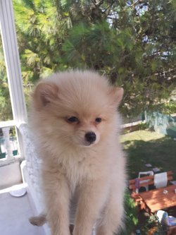 0 Numara Pomeranian Yavrularimiz 2