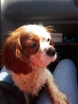 Minik Cavalier King Charles Yavrularımız 2