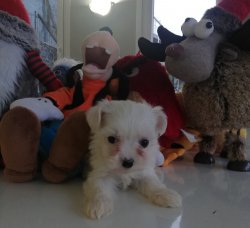 Maltese Terrier Yavru 3