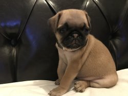 Sahininden Satılık A Kalite  Pug Mops Yavru 4