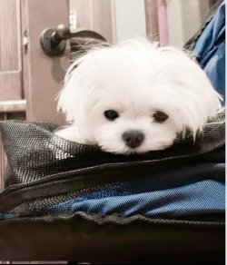Maltese Terrier Yavrularımız 2