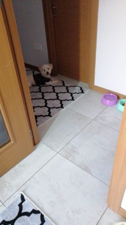 1 Yaşında Maltese Terrier 2
