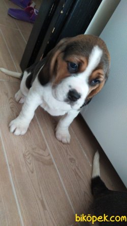 Beagle Yavruları 2