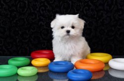 ORJİNAL MALTESE TERRİER BEBEKLERİMİZ 1