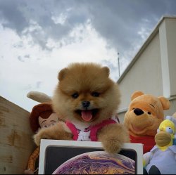 Orijinal Renk TeddyBear PomeranianBoo Yavrularımızdan 1