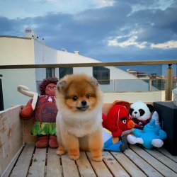 Yeni Gelen SCR SERTİFİKALI Boo Yetişkin Oğlumuz 2