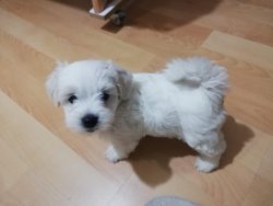 Maltese Terrier Yavrumuzzz Yeni Yuvasını Bekliyor... 1
