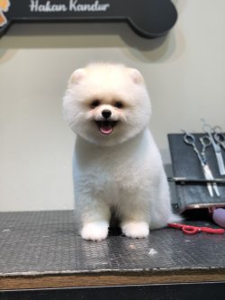Güncel Pomeranian Boo Yavrularimiz 1