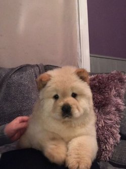 Chow Chow Yavrularımız 4