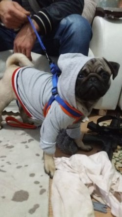 7 Aylık Pug Mobs 3