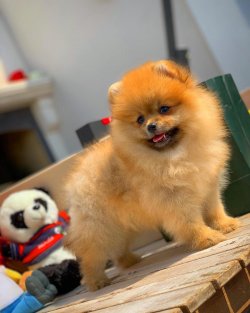 Dişi Pomeranian 1