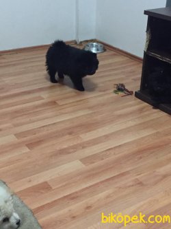 Beyaz Kızıl Siyah Chow Chow Yavruları ( UYGUNDUR !!!! ) 3