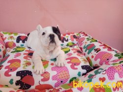 Süper Kalite Franch Bulldog ( Fransız ) Yavrularımız Geldi 4