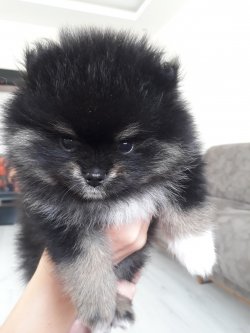 Sahibinden Pomeranian 2