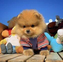 Veteriner Sağlık Onaylı Pomeranianboo Yavruları 3