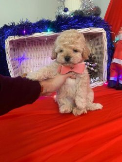 SAFKAN TOY POODLE YAVRULARIMIZ 2