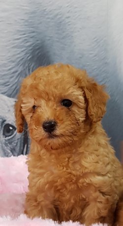 TOY POODLE YAVRULARI 5