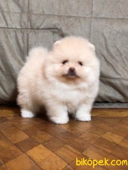 Orjinal Pomeranian İ̇cin Bizi Ziyaret Edin 2