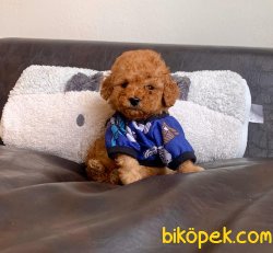 ToyPoodle Red Teacup Erkek Yavrumuz 4