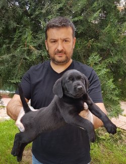 Black Labrador 1
