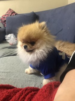 Secereli Dişi Pomeranian Bo 3