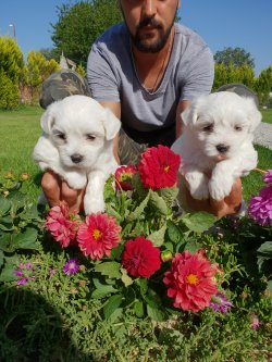 Maltese Terrier Çok Sevimli Yavrularım 1