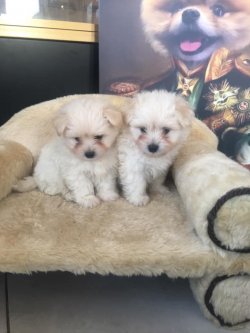 0 NUMARA TÜY DÖKMEYEN ORJİNAL MALTESE TERRİER YAVRULAR 2