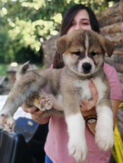 Hachiko Filmi Akita İnu Yavrularımız 2