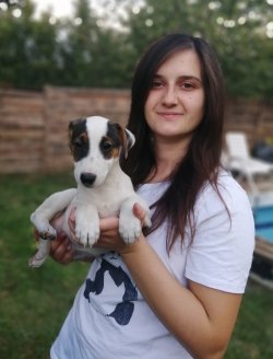 Renk Güzeli Jack Russell Yavrularımız Küçükırk 3
