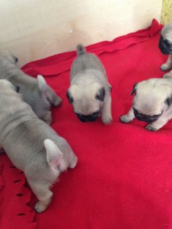 PUG MOPS YAVRULARIMIZ 5