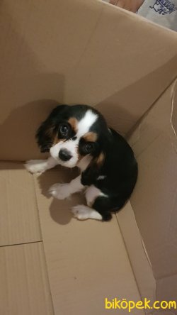 2 Aylik Cavalier King Charles 1
