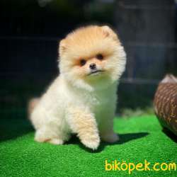 Aa Kalite Pomeranian Boo Yavrularımız 5