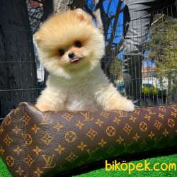 Aa Kalite Pomeranian Boo Yavrularımız 4