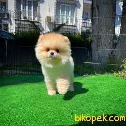 Aa Kalite Pomeranian Boo Yavrularımız 3