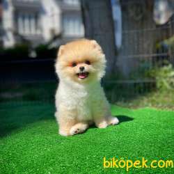 Aa Kalite Pomeranian Boo Yavrularımız 1