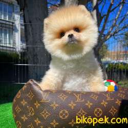 Aa Kalite Pomeranian Boo Yavrularımız 2