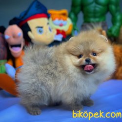 AA Kalite Pomeranian Yavrularımız 2