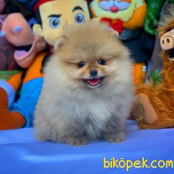 AA Kalite Pomeranian Yavrularımız 3