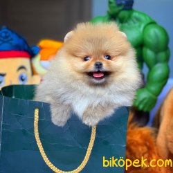 AA Kalite Pomeranian Yavrularımız 4