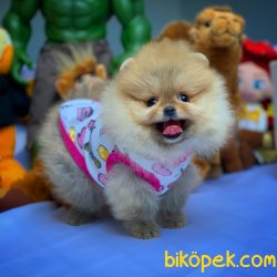 AA Kalite Pomeranian Yavrularımız 1