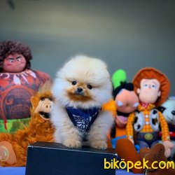 AA Kalite Pomeranian Yavrularımız 3