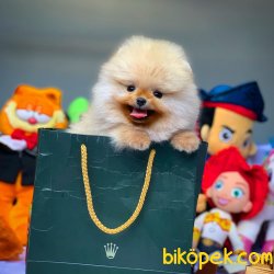 AA Kalite Pomeranian Yavrularımız 1