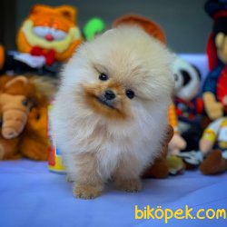 AA Kalite Pomeranian Yavrularımız 2
