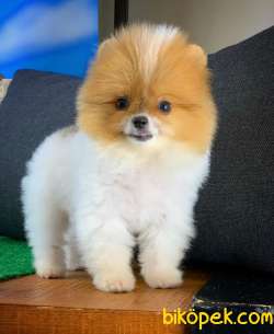 AA Kalite Safkan  Pomeranian Oğlumuz 5